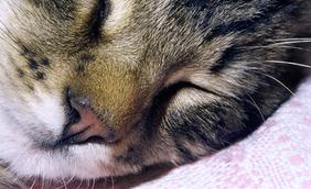 Image of a cat sleeping.
